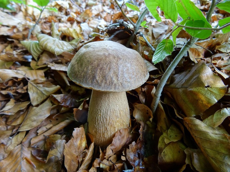 Грибы в Дубовом лесу