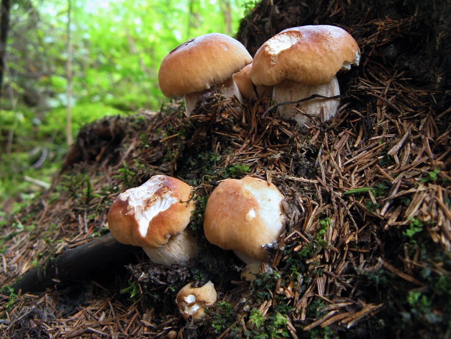 Боровик сетчатый Boletus reticulatus