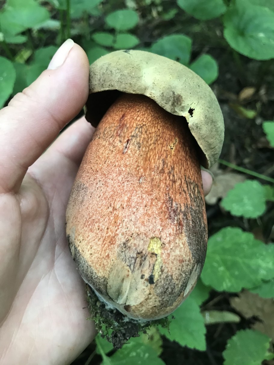 Грибы дубовых лесов