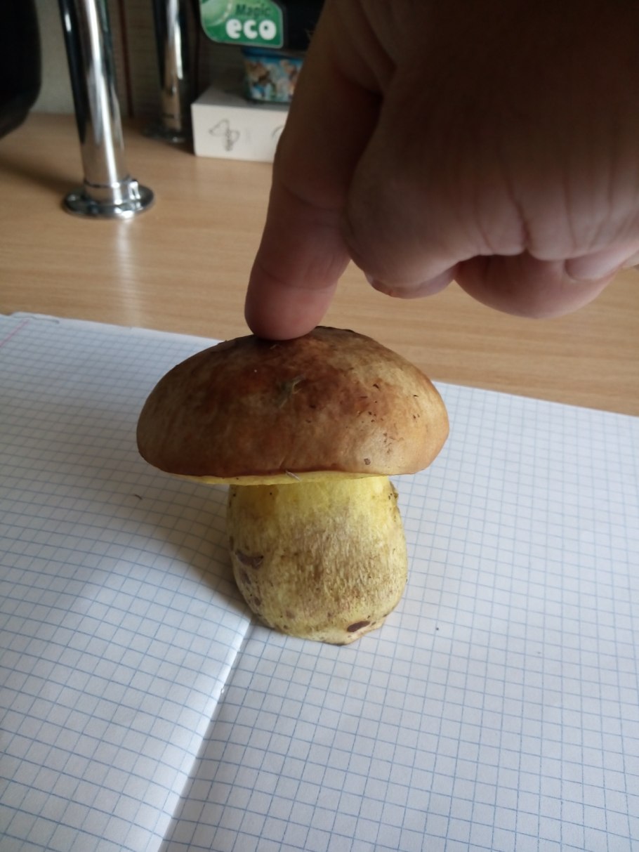 Грибы моховик Дубовик