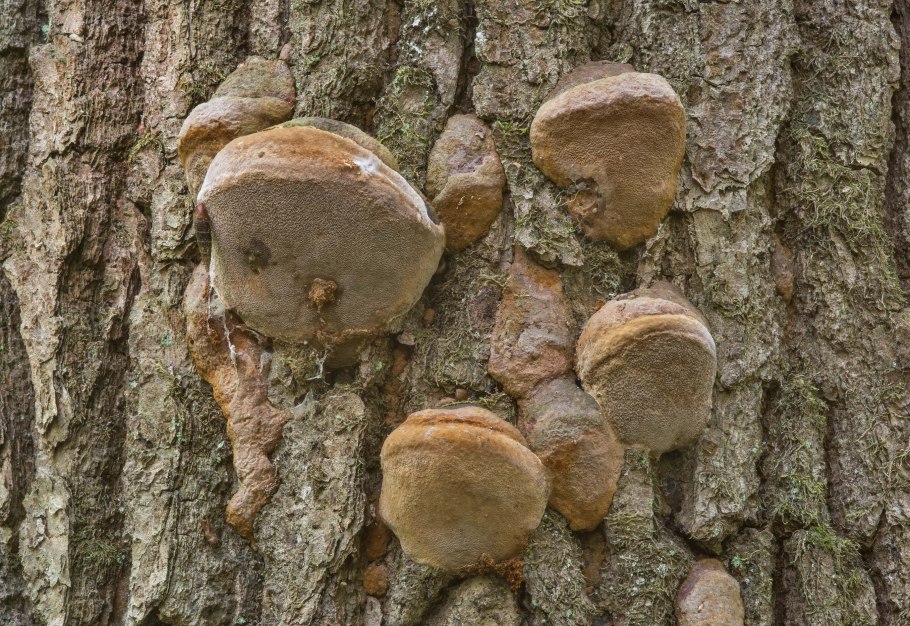 Сатанинский белый гриб