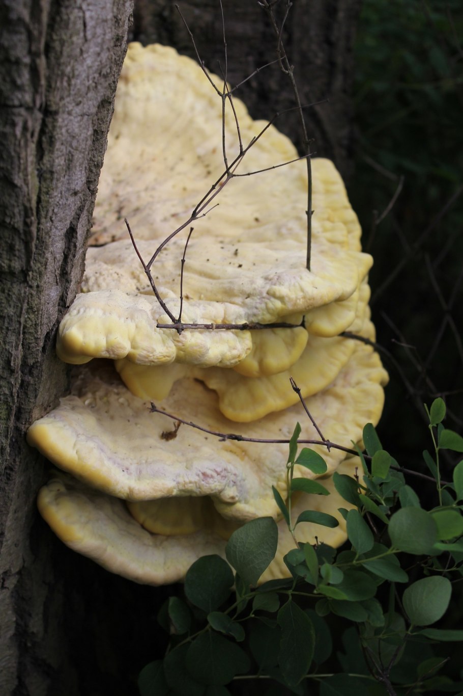 Грузди, волнушки, валуи, горкушки, рядовки, толкачики, скрипицы