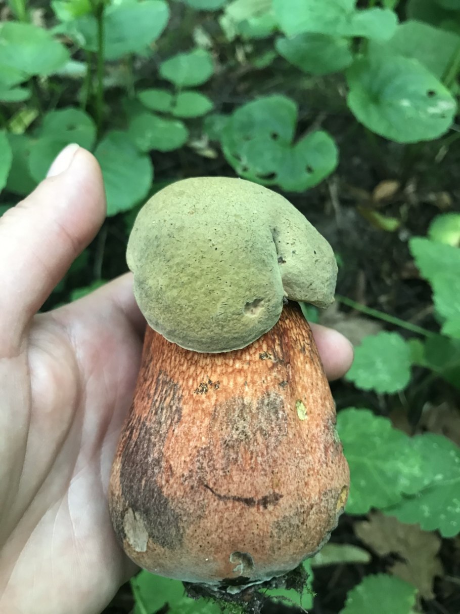 Грибы растущие в дубовых лесах