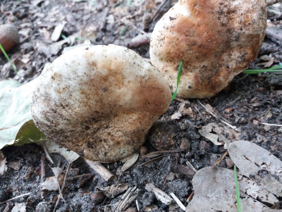 Ложнодождевик бородавчатый Scleroderma verrucosum