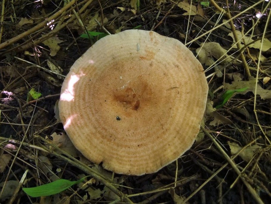 Вешенка дубовая Pleurotus dryinus