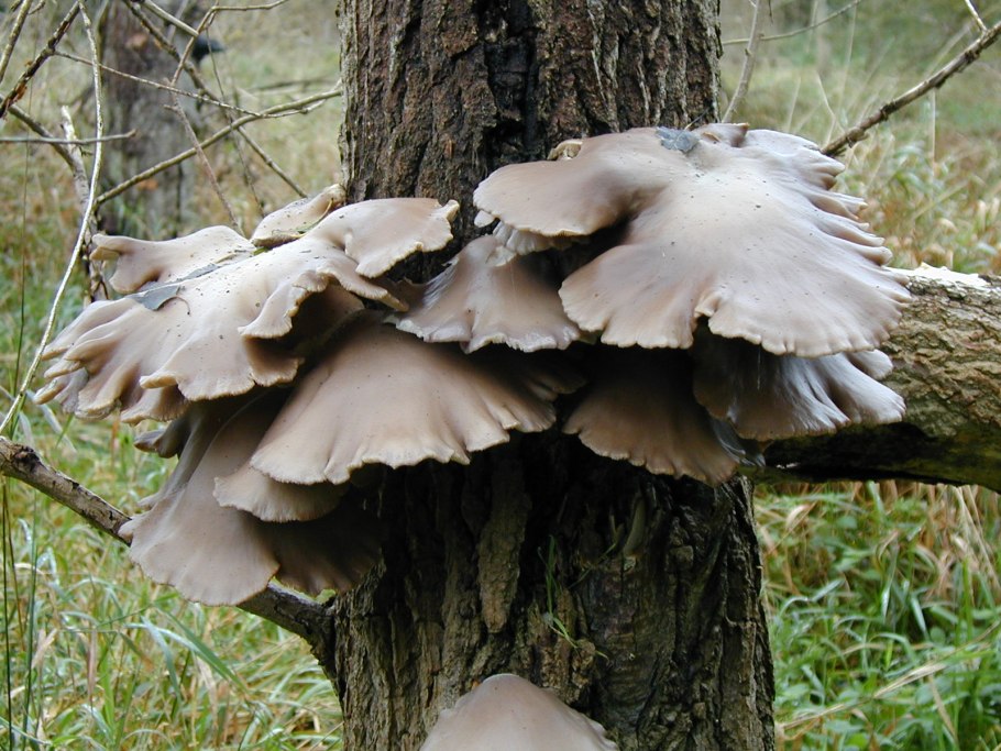 Гименофор Boletus edulis