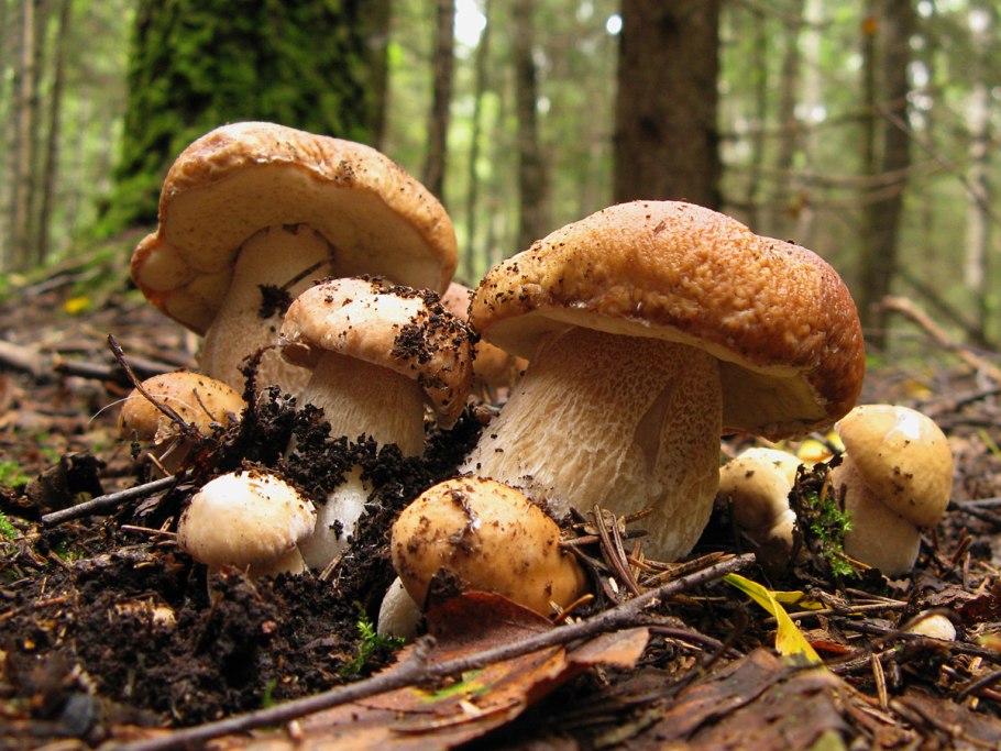 Белый гриб бронзовый Boletus aereus