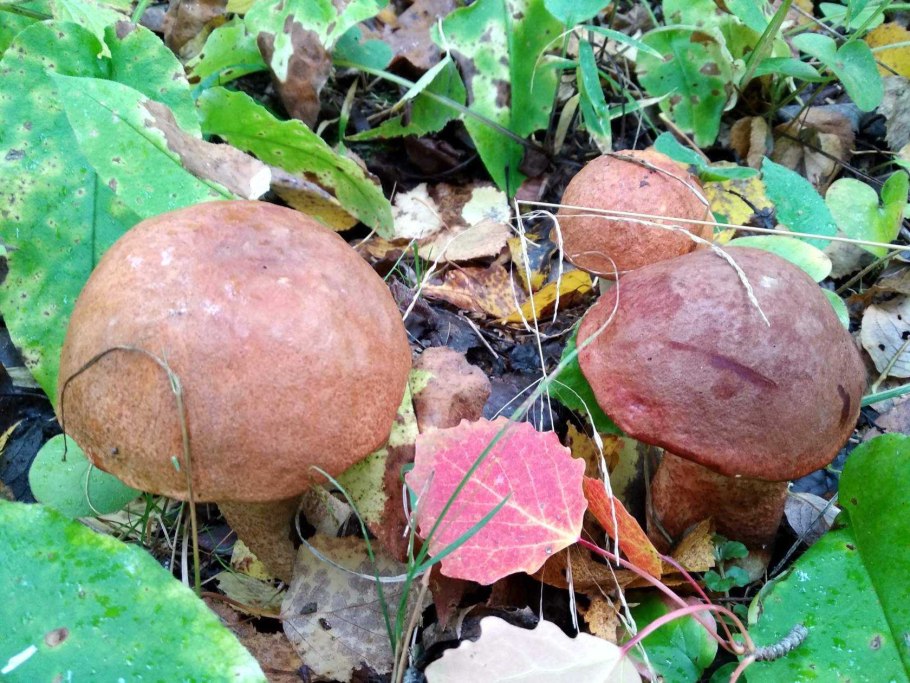 Вешенка дубовая Pleurotus dryinus