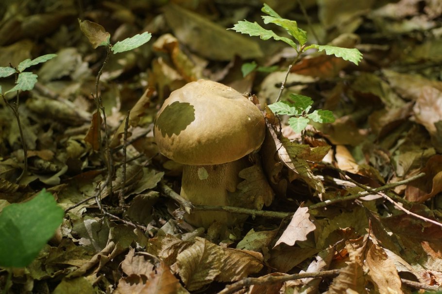 Грибы растущие в дубовых посадках