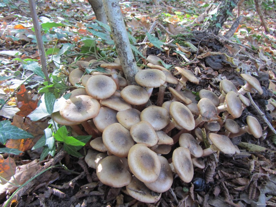 Грибы в Дубовом лесу в Воронежской области