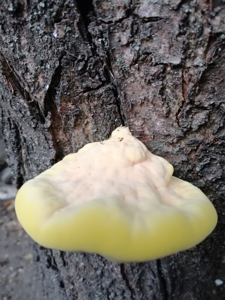 Польский поддубовик сатанинский