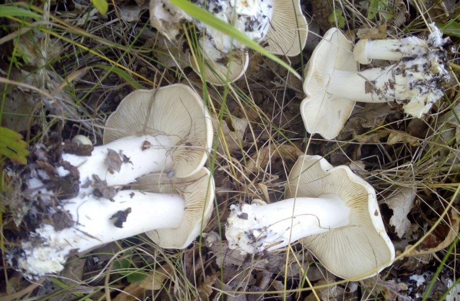 Белый гриб в Дубовом лесу