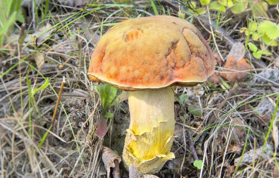 Белый гриб под шляпкой