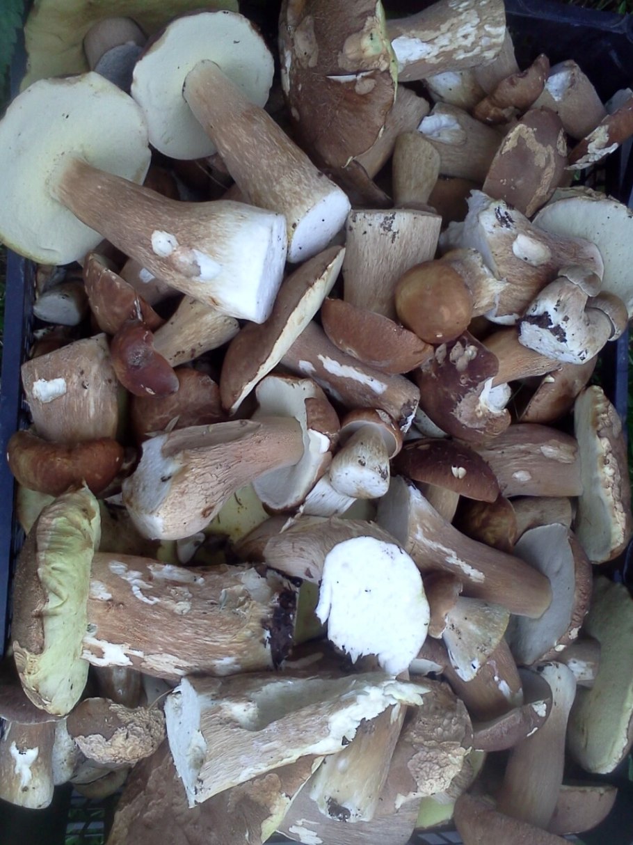 Тефроцибе вонючая