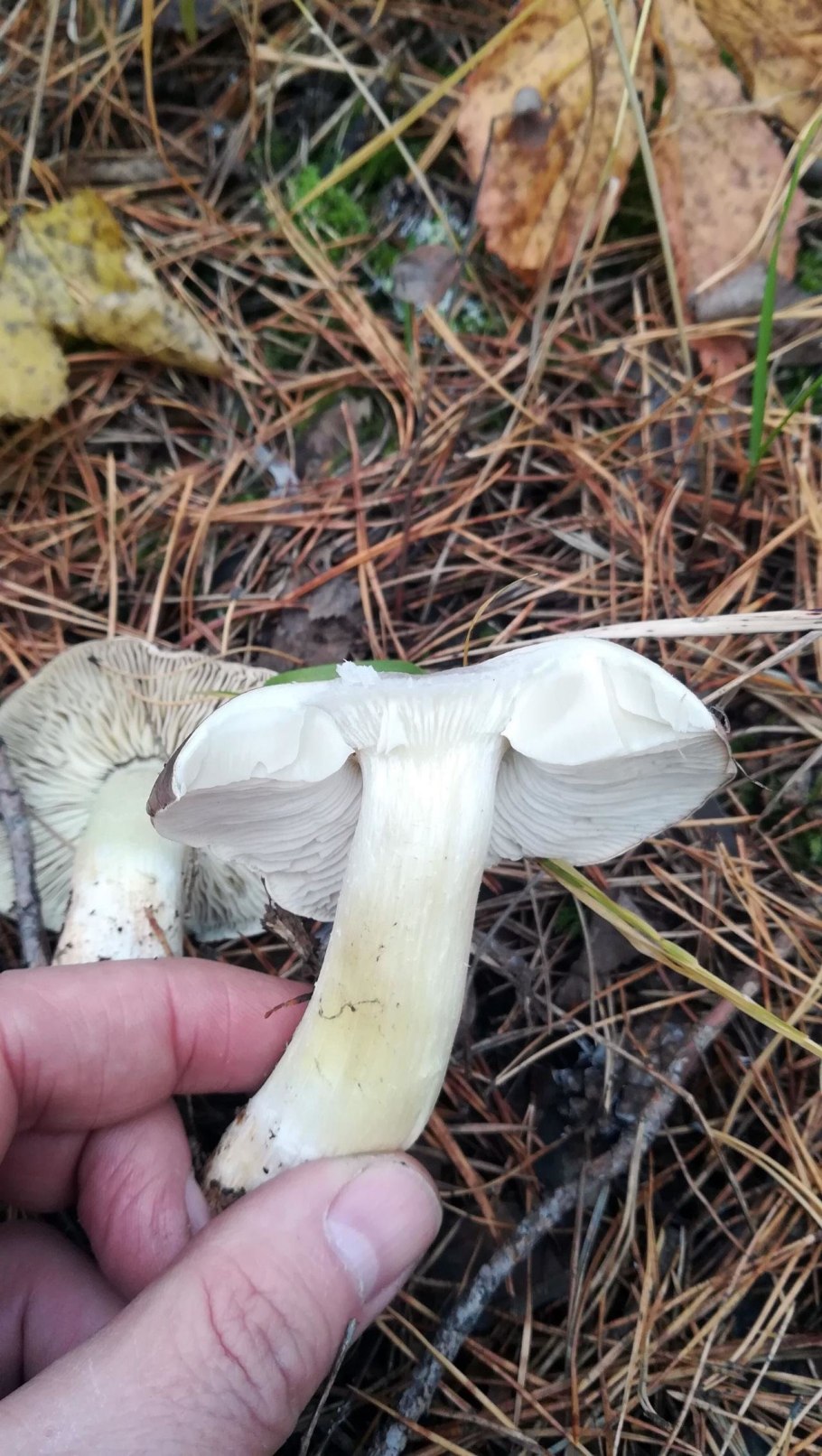 Рядовка серно-желтая