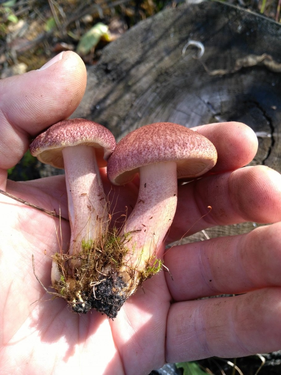 Рядовка грибы Дубовик