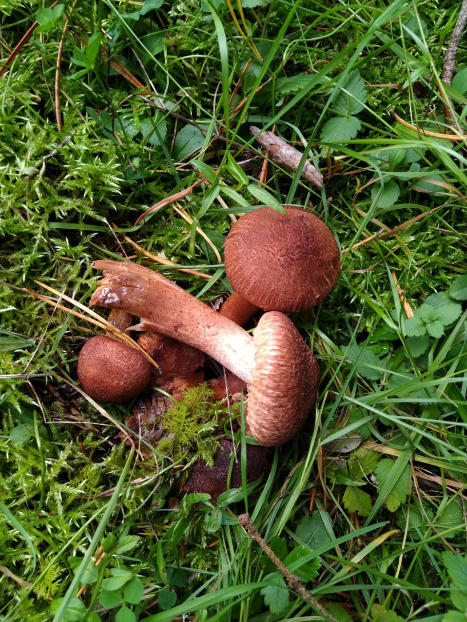 Lepista nuda ООПТ