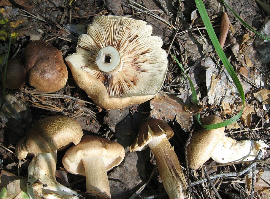 Грибы октябрята внешний вид