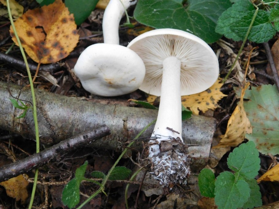 Рядовку землисто-серую (Tricholoma terreum)