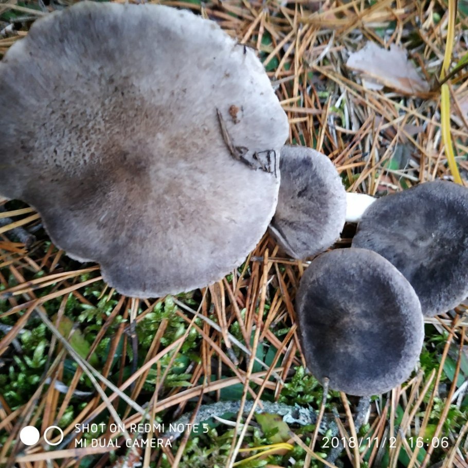 Рядовка дымчатая (говорушка дымчатая) Clitocybe nebularis.