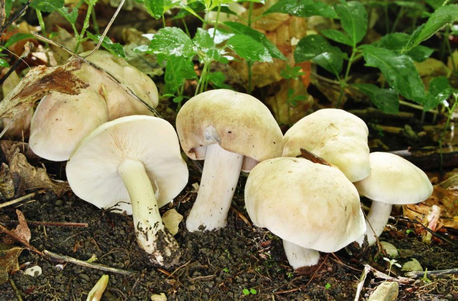 Рядовка зеленая зеленушка