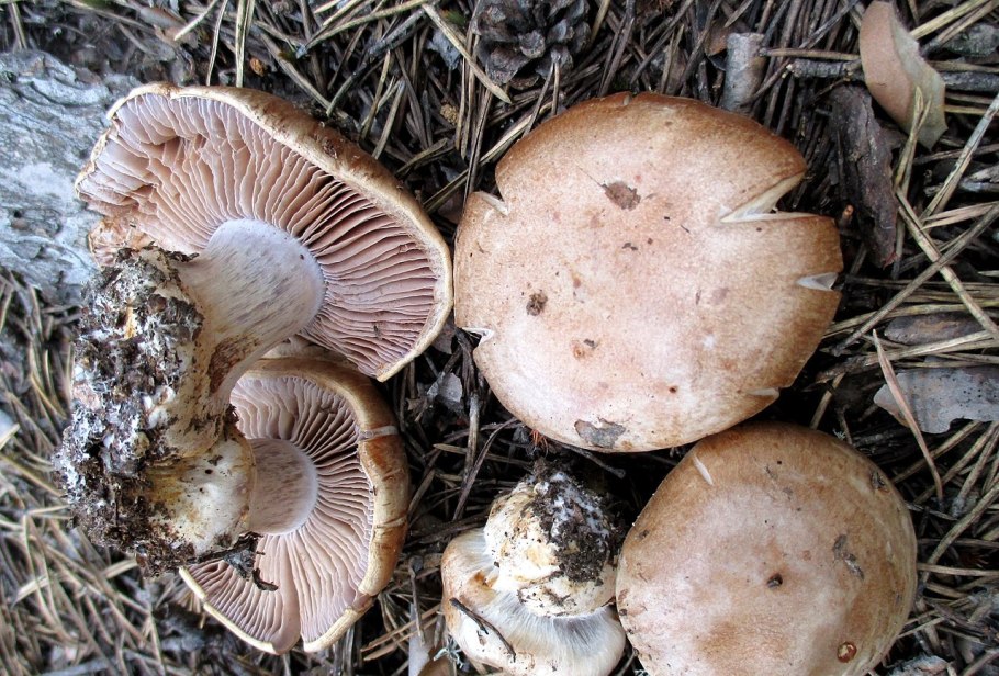 Паутинник сизоножковый