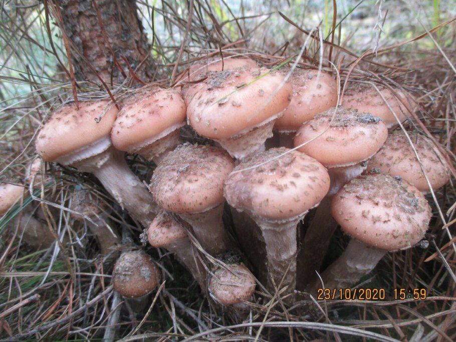 Tricholoma myomyces