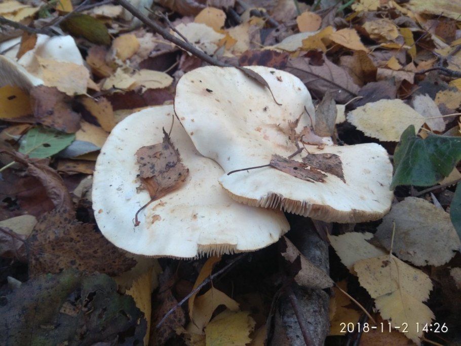 Рядовки серушки