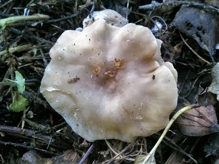 Рядовка опоясанная Tricholoma cingulatum