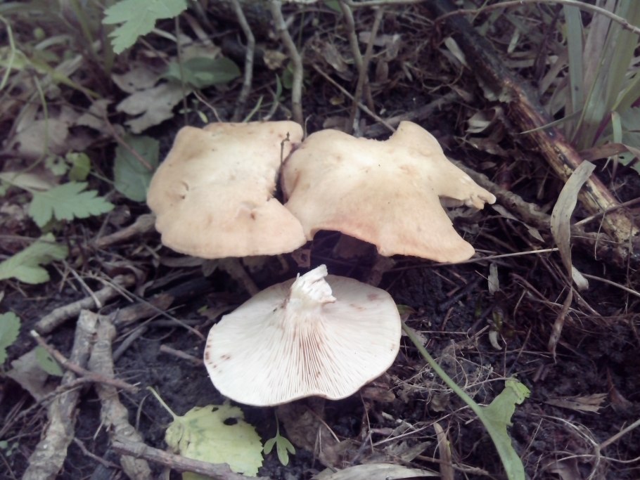 Гриб пластинчатый Lepista