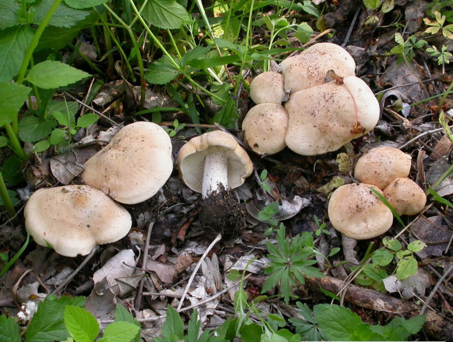 Tricholoma argyraceum