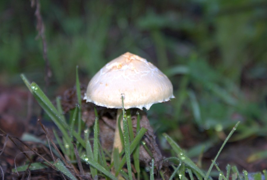 Рядовка частопластинковая