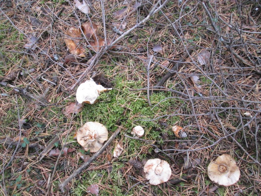 Волнушка белая гриб