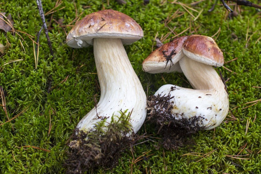 Рядовка опенковидная