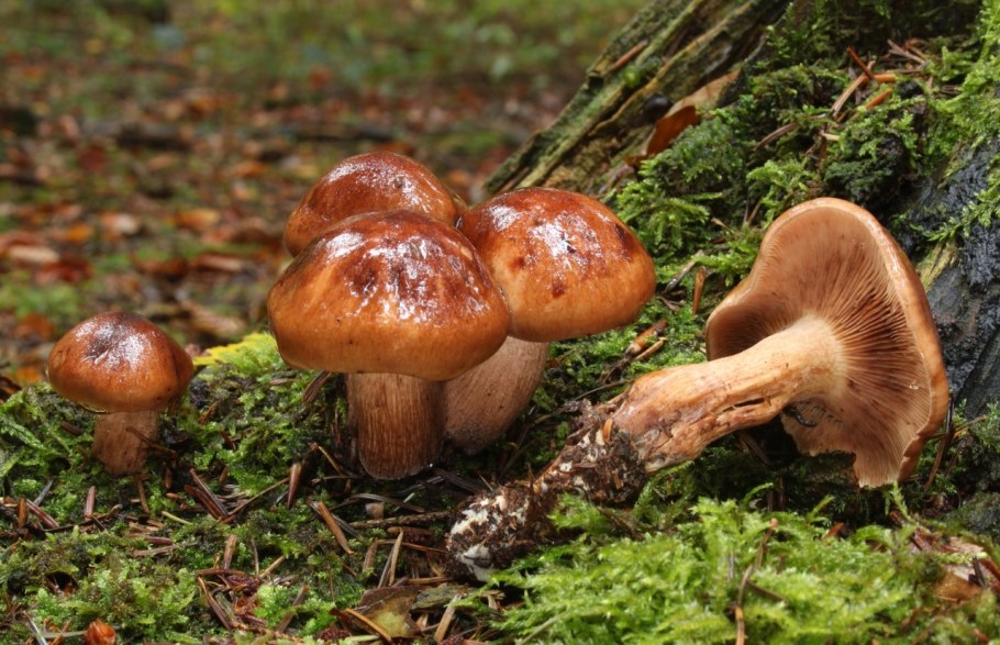Рядовка желто-бурая Tricholoma flavobrunneum