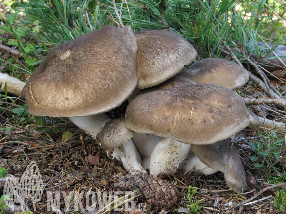 Рядовка заостренная Tricholoma virgatum.