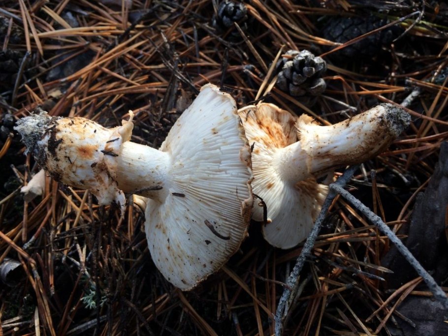 Tricholoma золотистая