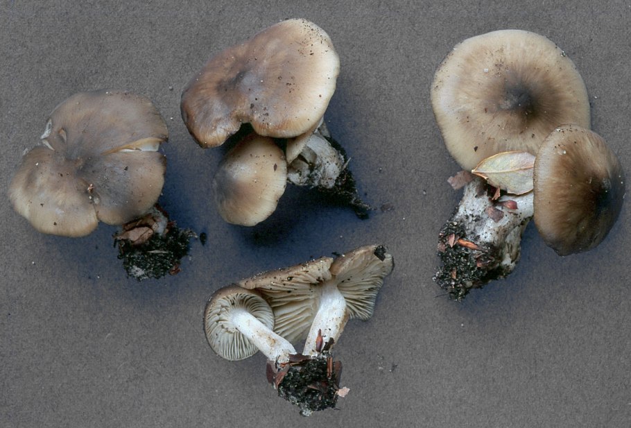 Lyophyllum loricatum)