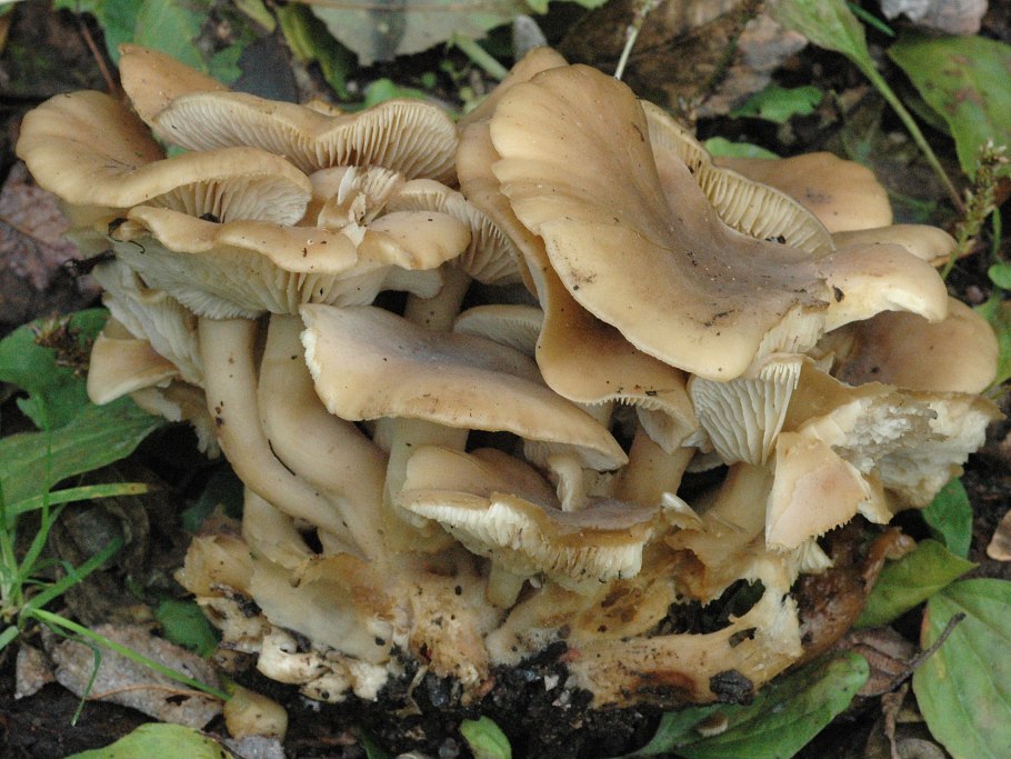 Tricholoma robustum