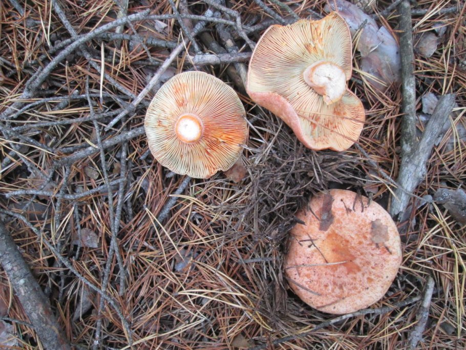 Рядовка опенковидная (перевязанная)