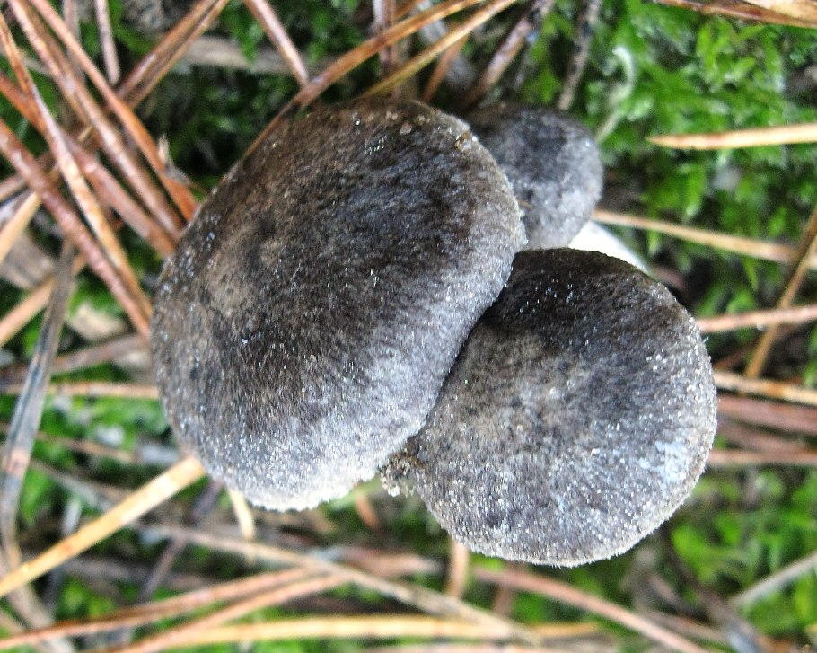 Tricholoma Vaccinum