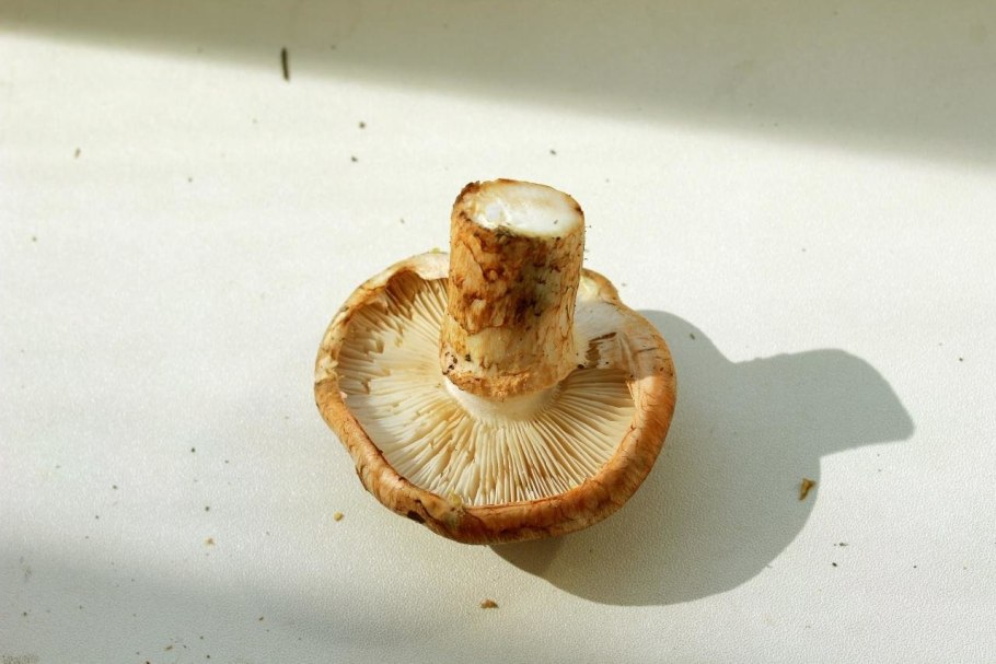Рядовка опаленная Tricholoma ustale
