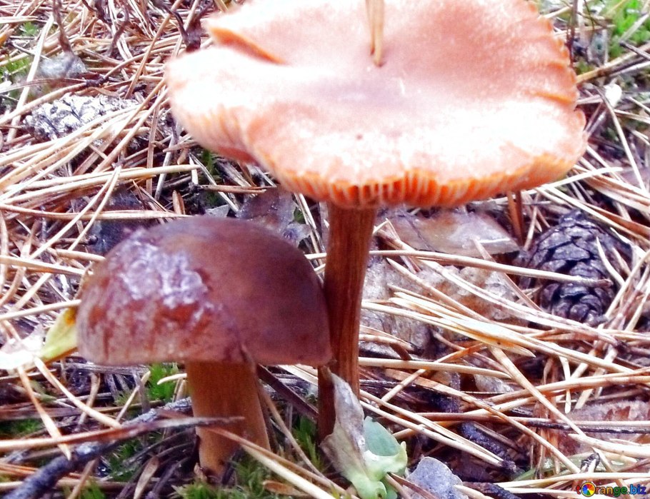 Гриб лиофиллум симедзи