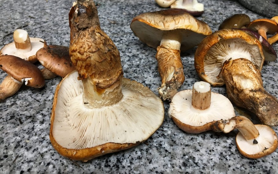 Рядовка перевязанная Tricholoma focale