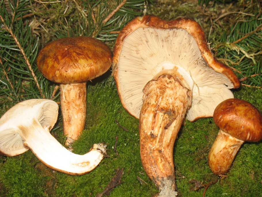 Рядовка печальная