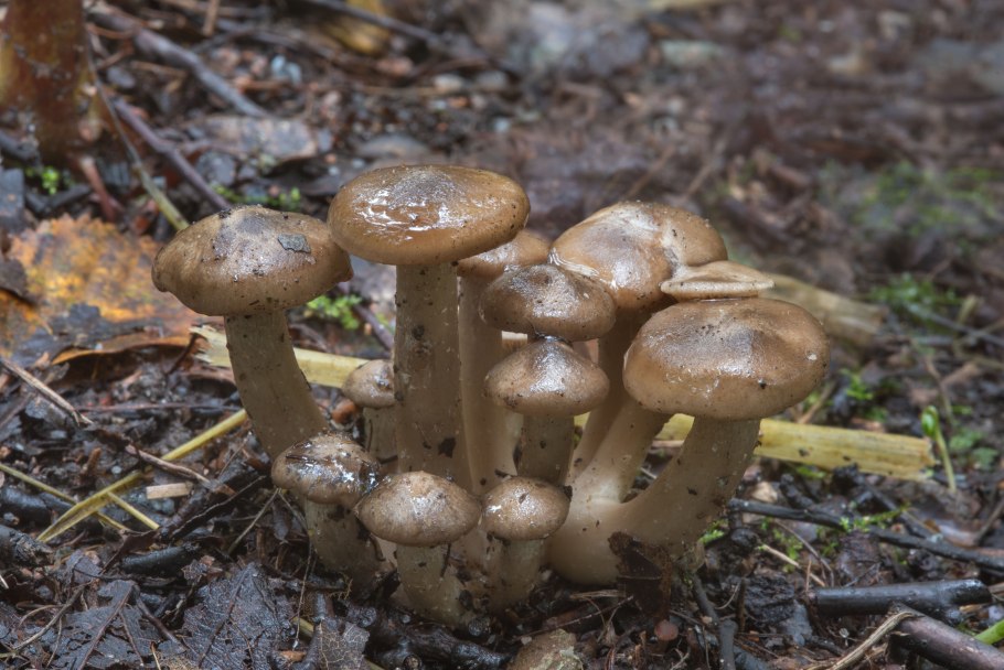 Tricholoma sejunctum