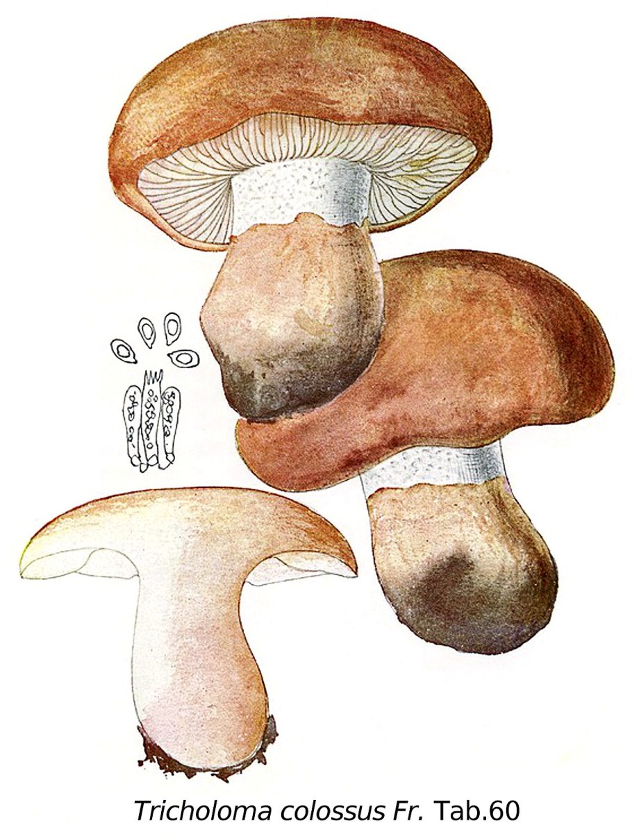 Грибы мышата фото