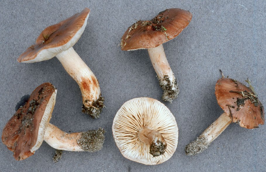 Рядовка опенковидная в Сосновом лесу съедобные