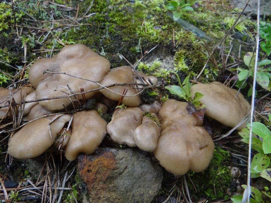 Рядовка опенковидная