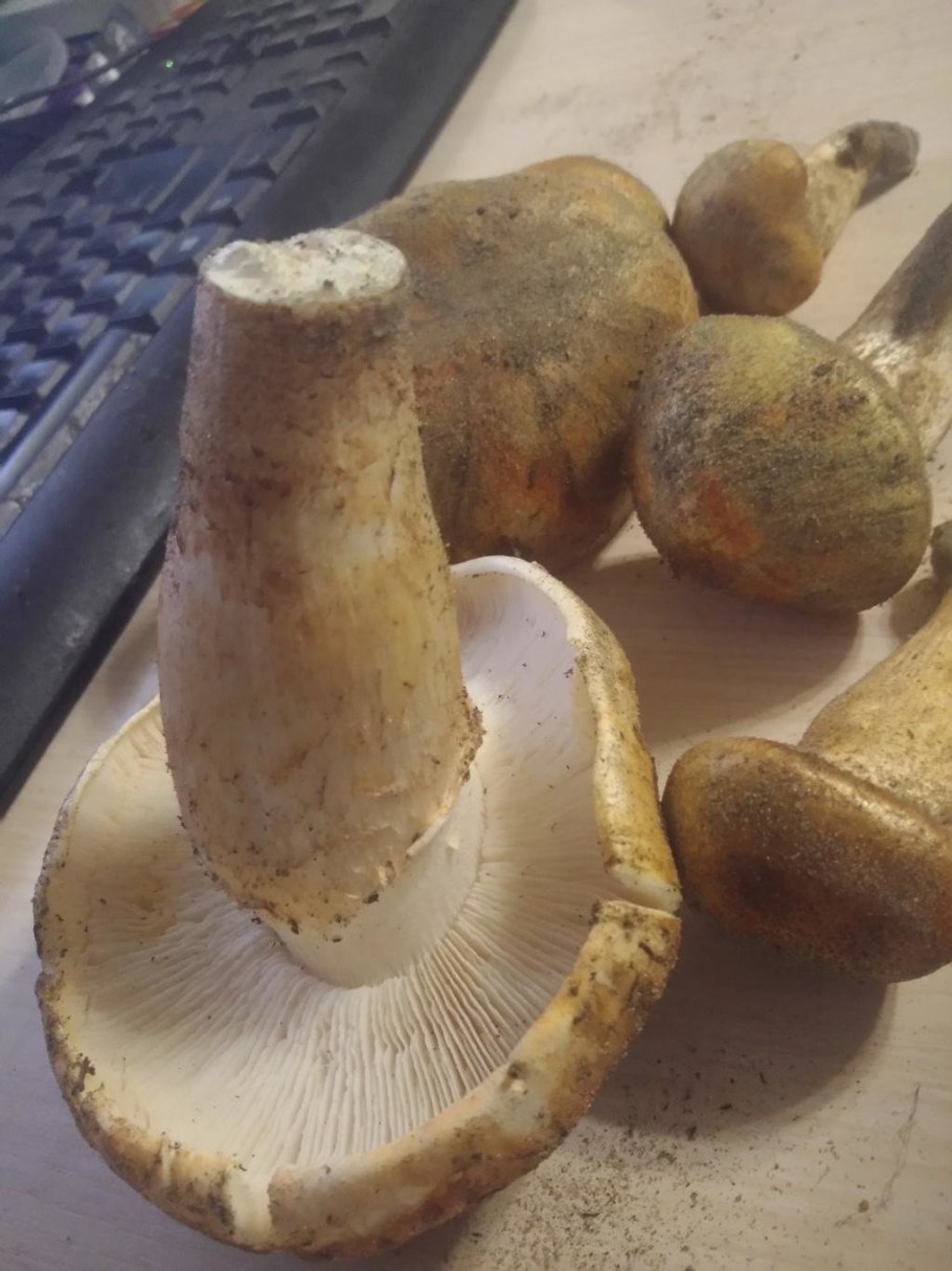 Рядовка перевязанная грибы